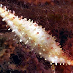 Phenacovolva rosea