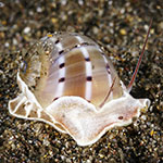 Quantonatica alapapilionis