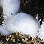 Scintilla sp. 2
