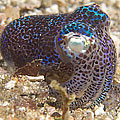 Bobtail squid sp.