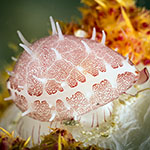Testudovolva ericae