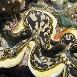 Tridacna maxima
