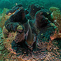 Tridacna gigas 01