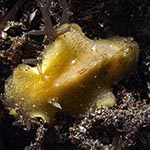 Discodorid sp. AC
