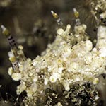 Aegires sp. A