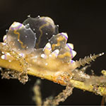 Annulorhina mandapamensis