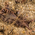 Aplysia sp.