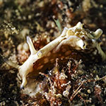 Aplysia sp. G