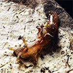 Aplysia sp. H