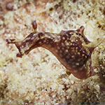 Aplysia sp. D
