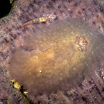 Asteronotus mimeticus