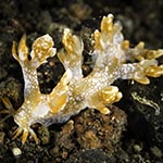 Bornella hermanni