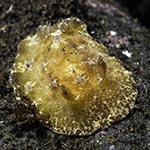 Carminodoris sp. C