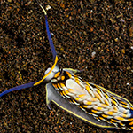 Cerberilla sp. A