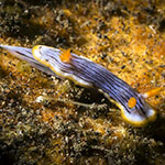Chromodoris burni