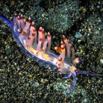 Coryphellina rubrolineata