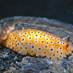 Dendrodoris guttata