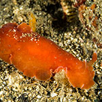 Dendrodoris sp. 7