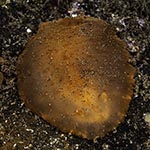 Dendrodoris fumata