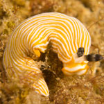 Dermatobranchus albus