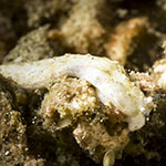 Dermatobranchus rodmani