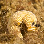 Dermatobranchus sp. 12