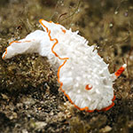 Diaphorodoris mitsuii