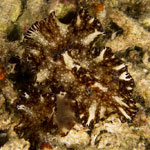 Discodoris boholiensis