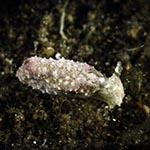 Elysia sp. AG
