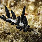 Ercolania endophytophaga