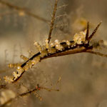 Eubranchus putnami