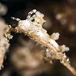 Eubranchus sp. 10