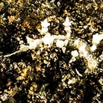 Eubranchus sp. 11