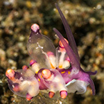 Eubranchus sp. 17