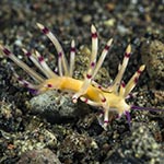 Flabellina sp. A