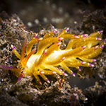 Flabellina sp. D
