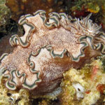 Glossodoris hikuerensis