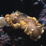 Glossodoris rufomarginata