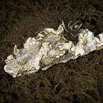 Glossodoris sp. D