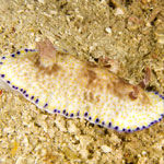 Goniobranchus aureopurpureus