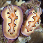 Goniobranchus coi