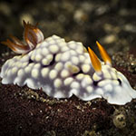 Goniobranchus conchyliatus