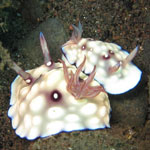 Goniobranchus hintuanensis