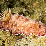 Goniobranchus reticulatus