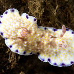 Goniobranchus rufomaculatus