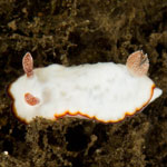 Goniobranchus verrieri