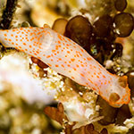 Gymnodoris sp. W