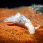 Gymnodoris sp. ZB