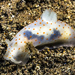 Gymnodoris sp. ZC