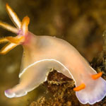 Hypselodoris bullockii